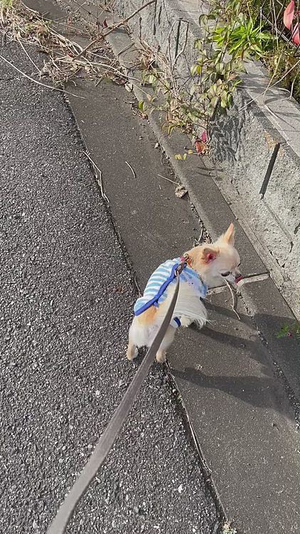 昨日はポカポカ暖かくロング散歩へ行ってきました😊元気にクン活してきました😊
