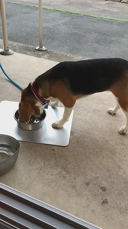 ココも食べるの速いと思ってたけど、今見ると落ち着いて食べてる🥰