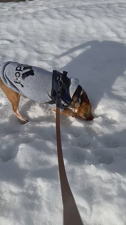今朝もホリホリ〜🐶💦