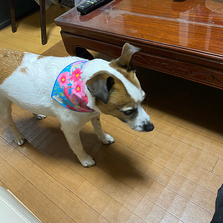 バンダナは、春