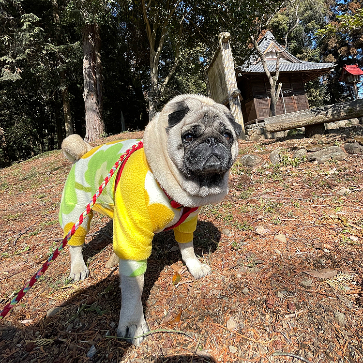 昨日はいつもの神社へのんびり散歩🐾