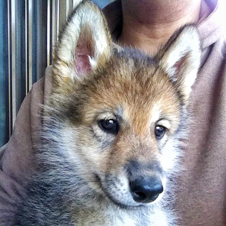 1ヶ月半でこの顔立ち😆
早すぎる😓

#wolf #hybridwolf #wolfdog #nana #過去pic