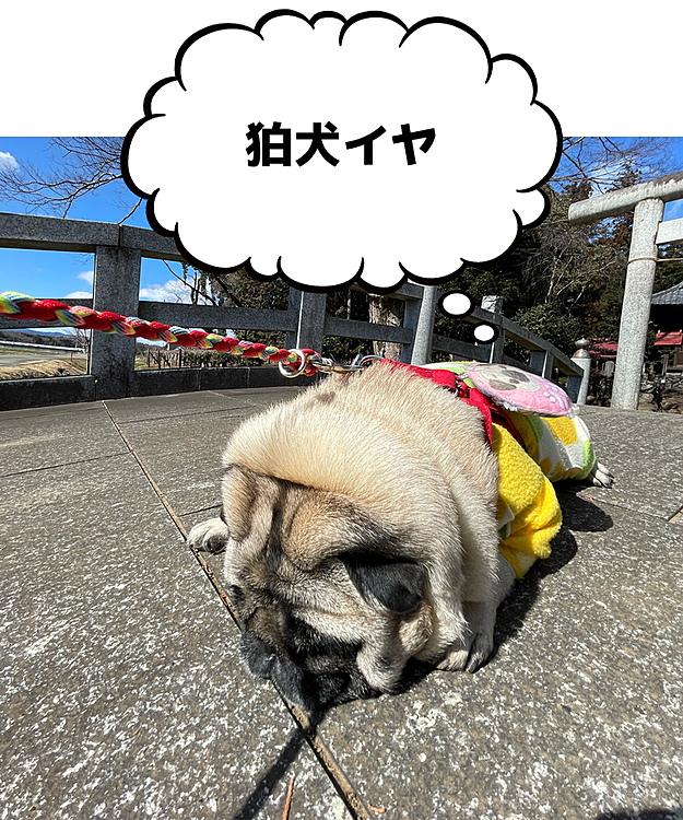 狛犬へこたれてます💦