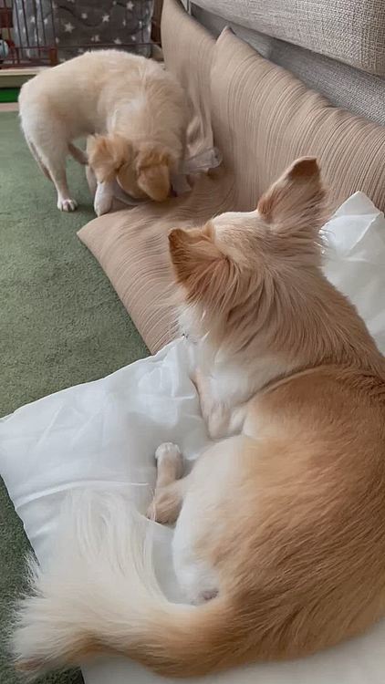優しく見守っているお兄ちゃん🥰
