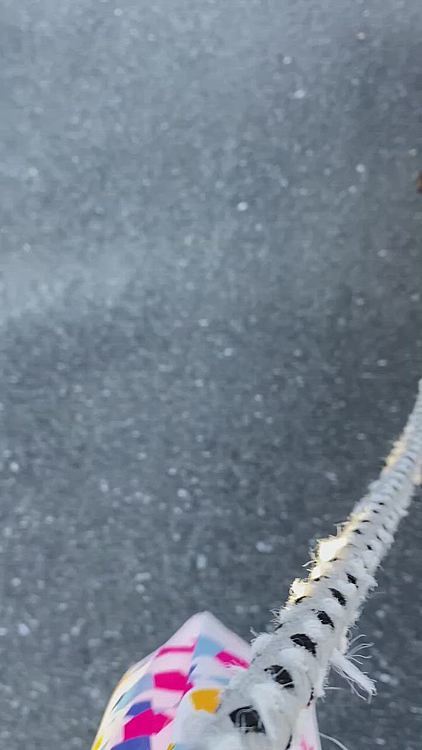 朝ゼホゼホしてたので、病院連れて行きレントゲン撮ったが、異常無し❣️元気に走ってるタイガー🐯