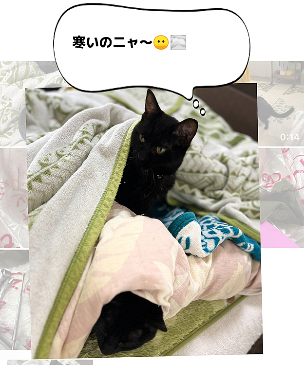 2匹はそれぞれお布団の潜る層が違うのニャ〜🐈‍⬛🐈‍⬛
上がソックスちゃん🐈‍⬛💞
下がハラミちゃん🐈‍⬛💞