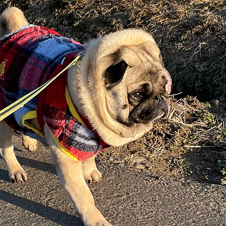 今日のママさんぽ🐾新調したチェックのタンクトップで行ってきました🐾