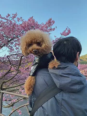 2月18日(土)
今回の旅のメイン河津桜を見に行きました🌸
例年だと満開の頃ですが、今年は開花が遅れているらしくヒヤヒヤしましたが思ったより咲いていて3分咲き〜6分咲きでとても綺麗でした😊
駅のある海沿いから3.6キロほど川沿いに咲いているのですが、1番奥にある駐車場に車を停めて桜を愛でながら歩きました♪
途中で引き返す予定が結局海まで歩きました🐾