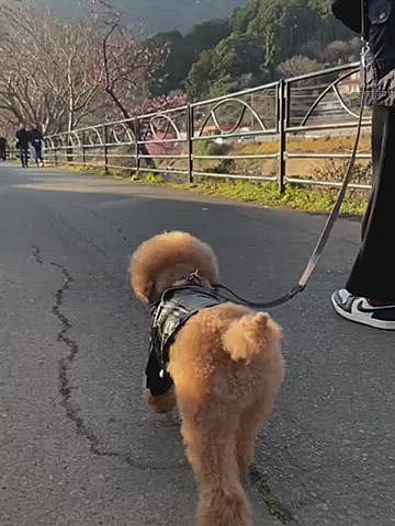 渋滞が嫌で7時には到着していたので混雑する前にゆっくり写真も撮れました🌸
早過ぎてお店がまだやっていませんでしたが、海辺で休憩して引き返す頃には人もお店も出始めてイチゴも購入できました🍓
駐車場に戻り椅子を持ってすぐ目の前の川辺でしばらくマッタリタイム✨
1番奥のこの辺りは人も少なくて穴場です♪
見晴台から見下ろす桜もなかなか良かったですし、今シーズン初のお昼寝も堪能したパパさんとハッピーです😪💤
