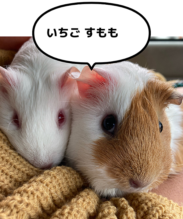 おはようございます！
今日はモルチャンズにチャージして貰ってお出かけます♡