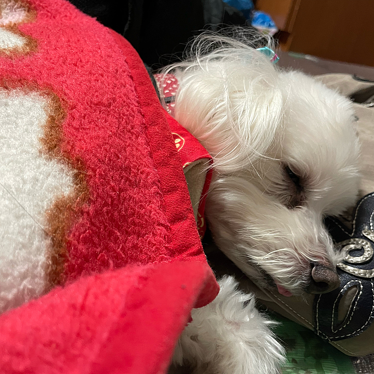 シャンプー🧴に行って疲れて😪😴💤人のカバンを枕にして寝ました😴