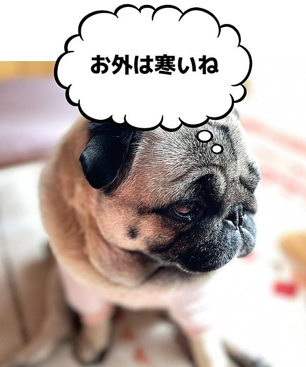 今日は北風が強くて寒ーい💨
窓辺で日向ぼっこ🐽