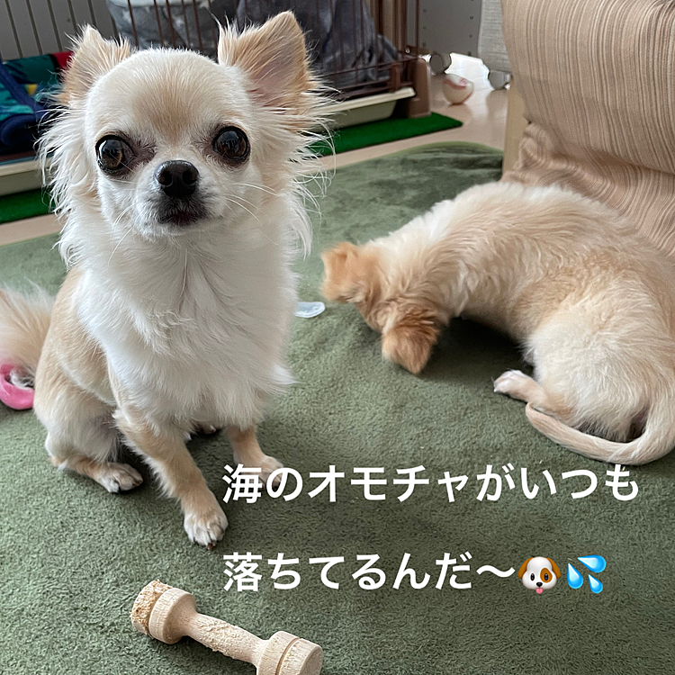 2023.2.21(火)
海がフリーの時はオモチャが色々な所に落ちてます😅
海がしつこく空にからむ時はオモチャで気を引きます💦
