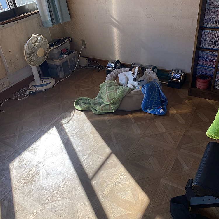 みんなが、寒い寒いと言った日
二階の息子の部屋が、一番暖かいと知っているタイガー🐯は、、、