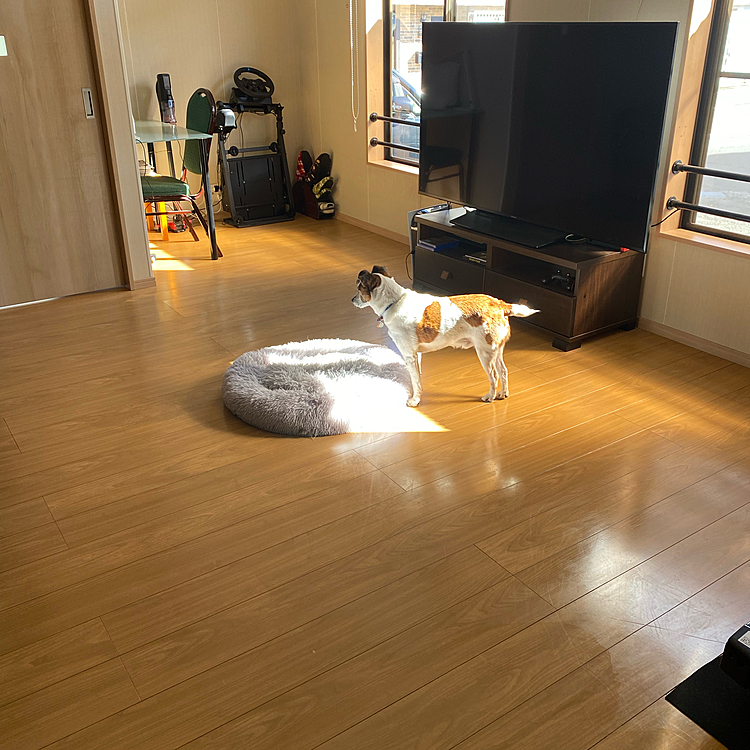 下に降りて来ても、日向を探して、、