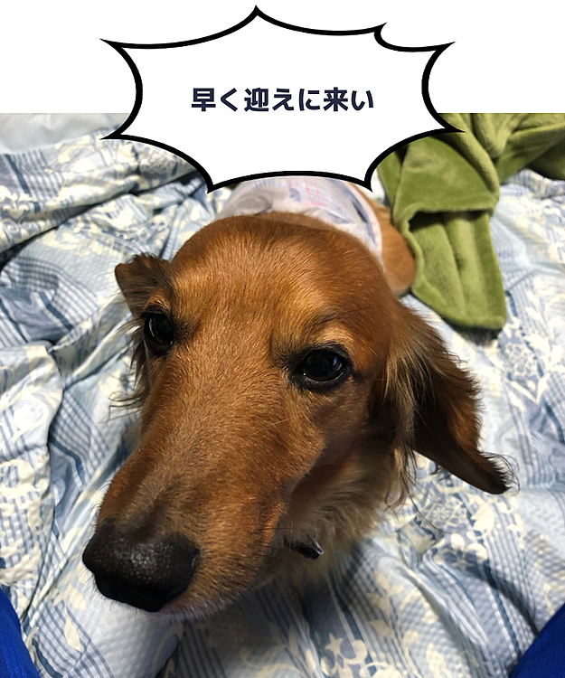 ココ太郎🐶今頃どぉしてるかなぁ❓

(写真)

病院で只今手術後の神経再生治療&排泄リハビリ中💡土曜日辺りは休みになりそうだからお見舞い行ってみようかな🥰🥰🥰
