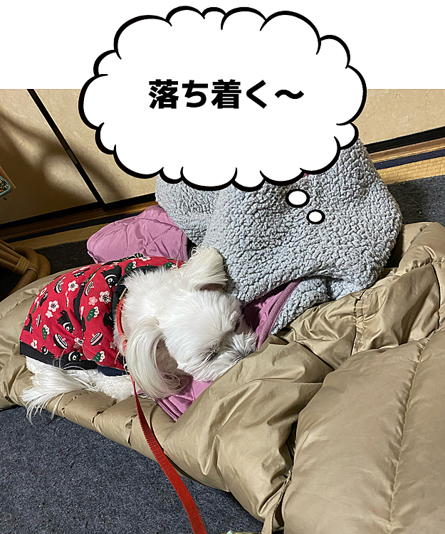 ダウンとお家ベストを独り占めされてしまいました