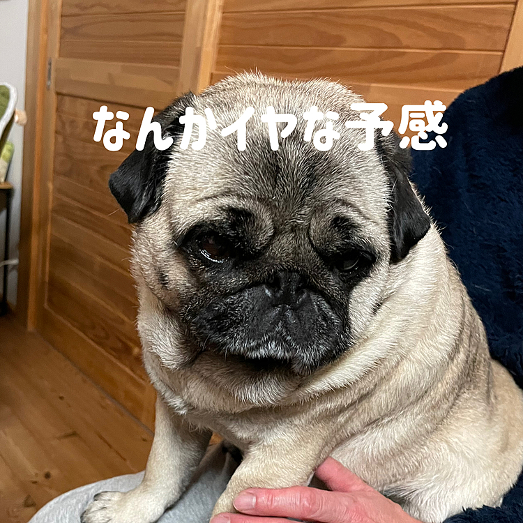 とうちゃんの膝の上でくつろいでますが‥