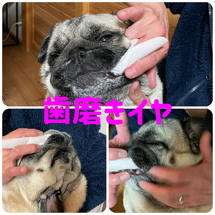歯磨きシートでお手入れ🐽
とうちゃんの指をガブガブです💢