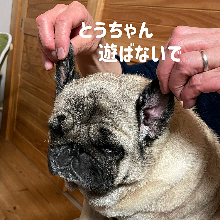 ついでに耳で遊ばれてます🧊🤣