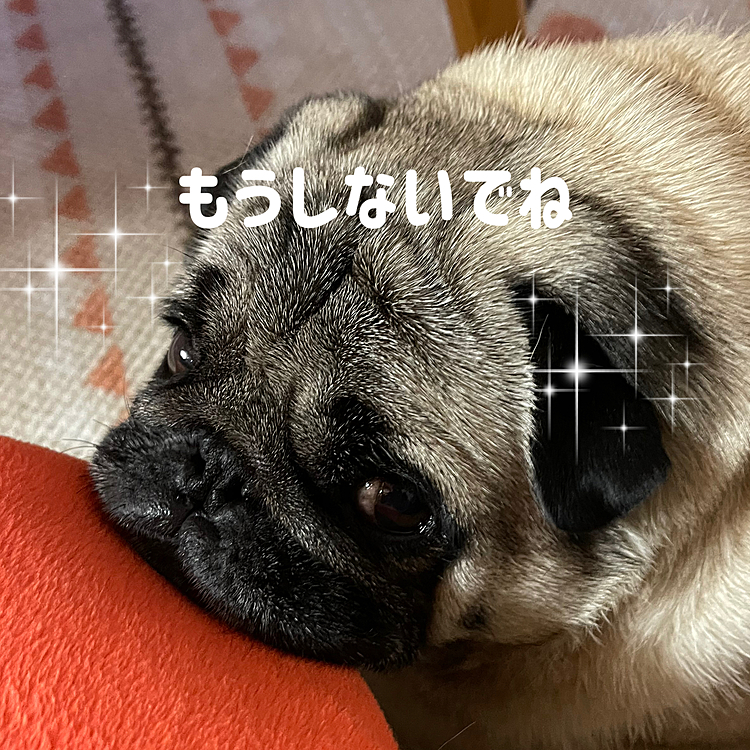 すねまるでアゴのせです🐽