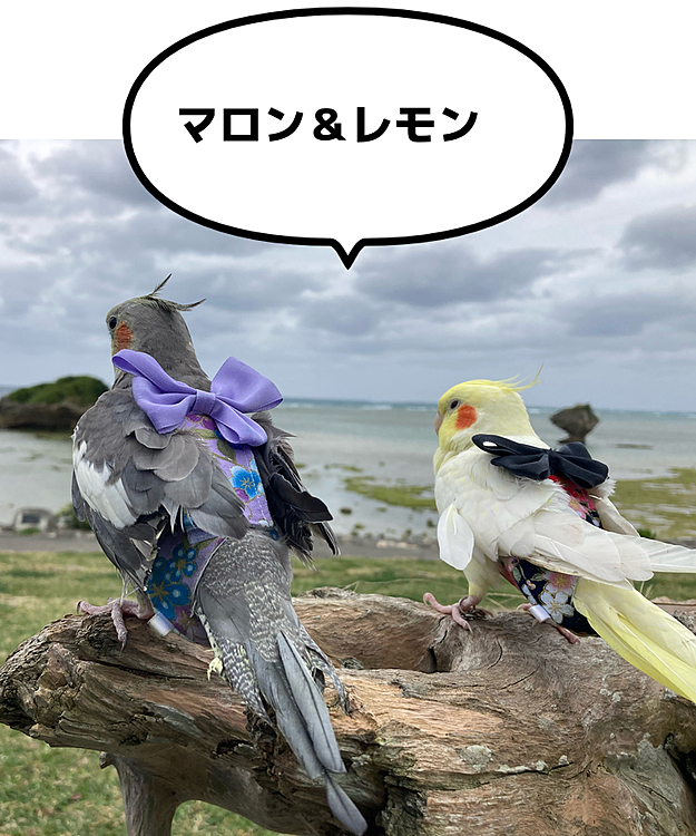 曇ってて残念だね〜、、、