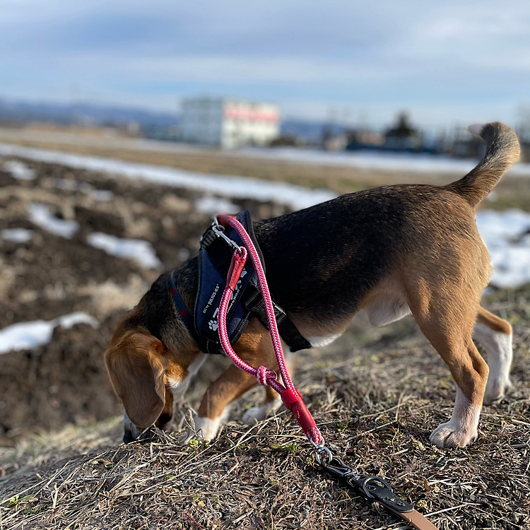 雪解け後の土をクンクン🐶🎶
もうすぐ春だね〜🌱🌸🌷
