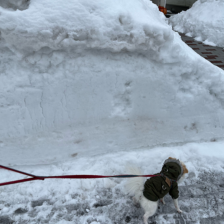 削られた雪の壁とポコちゃんの写真を撮りたいママと早く進みたいポコちゃん🤣
