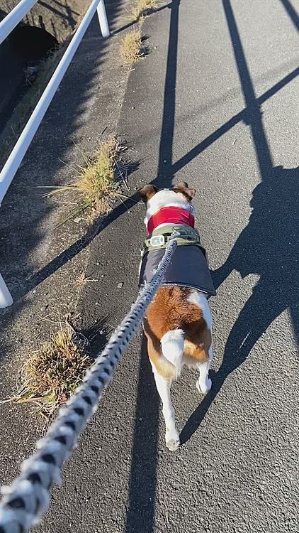 いつもの散歩道、やっと💩出たくなったら、ローソンの前で車の往来が激しく、出なくなっちゃった😱