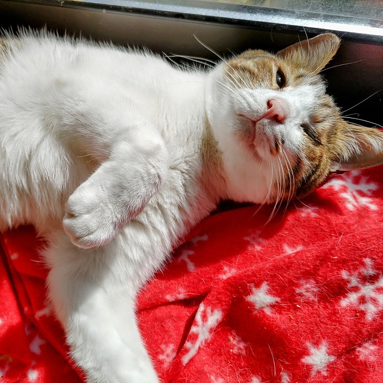 日向ぼっこ🌞