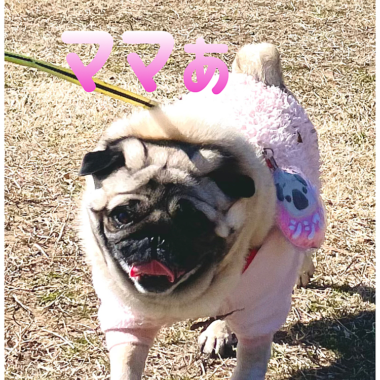 昨日のママさんぽ🐾近くの運動公園で遊んできました🐽