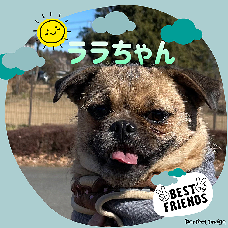 はじめましてのお友達🐶
パグとチベタンスパニエルのミックス、ララちゃん🐶かわいい女の子です🌸
パグも大好きなララちゃんママにも、いっぱいかわいいがってもらえました❣️