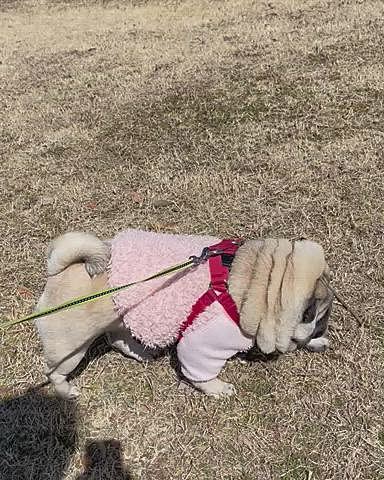 トリュフ探しのクン活頑張りました🐽