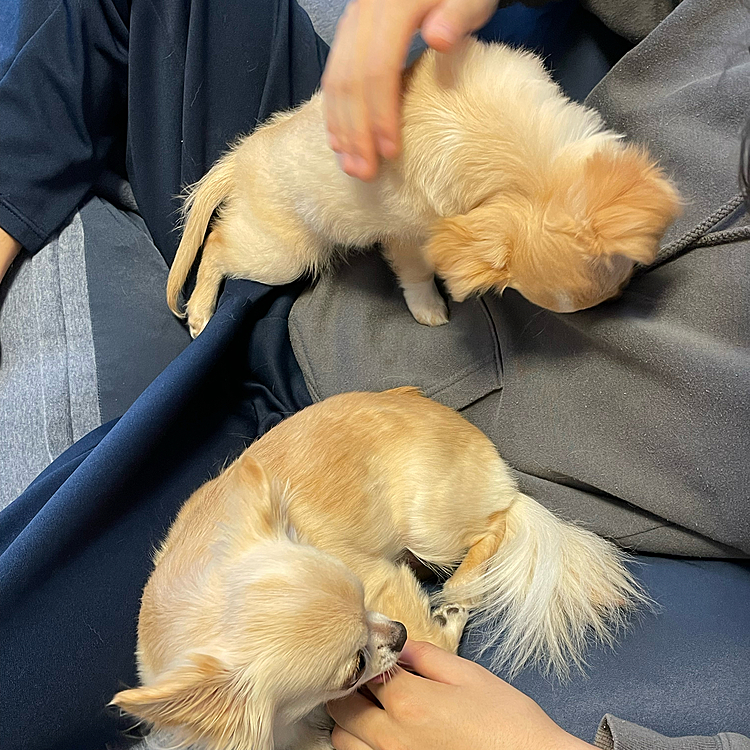 2人とも二男が大好き❤ペロペロ張り合ってます🤣🤣