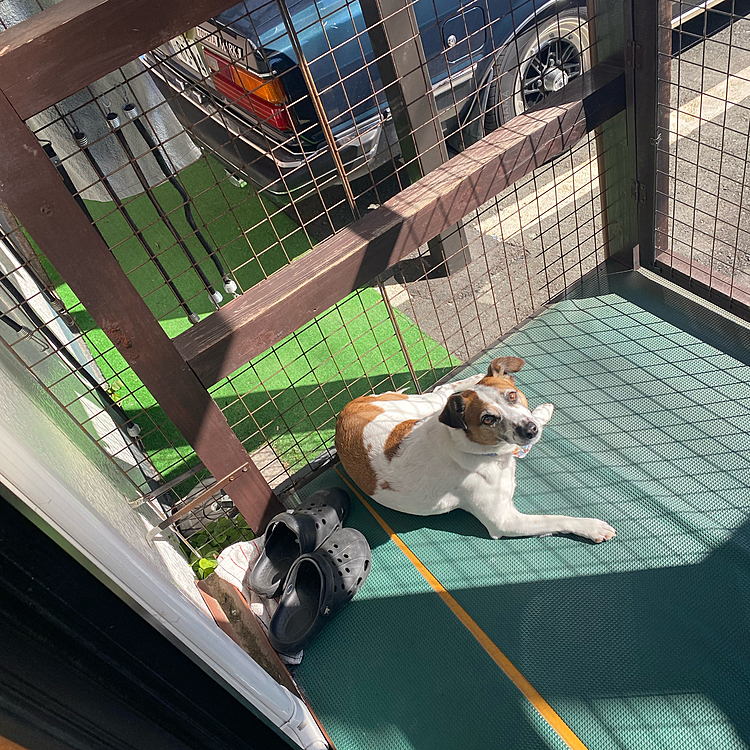 今日はウッドデッキで日向ぼっこ
