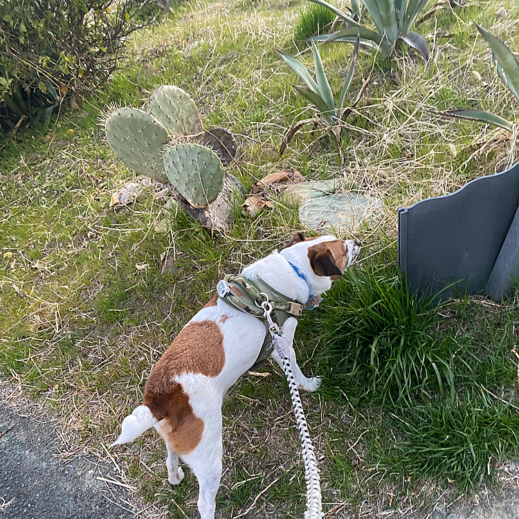 サボテン🌵畑で、サラダバー😱