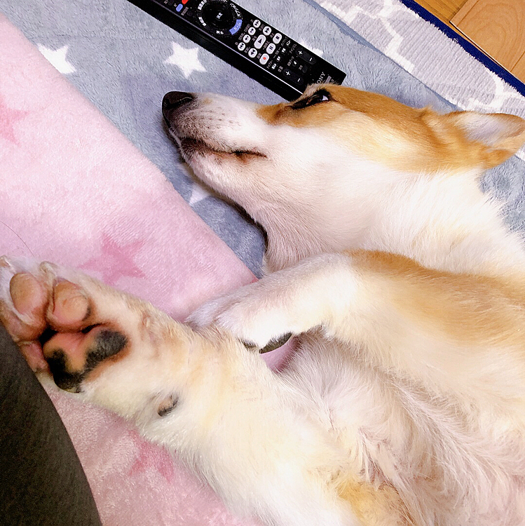 散歩の後は寝るのみ🤣
これでもテレビ見てるんだもん🤣