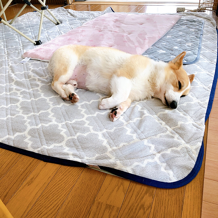 爆睡。。笑笑
外と家の中でのギャップが笑える。。