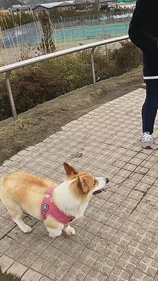 今日は公園へ🤣
あーーーー🌀🌀🌀
ボールが。。下に落ちちゃったよ。。の顔のまあると。。
あーー。。あーー。。
と、一瞬止まるおかーたん。。
その後、下まで取りに行く事に。。
楽しかったからいっか🤣
うんうん。。