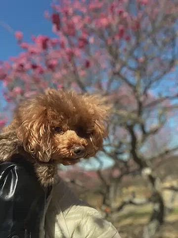 日曜はそこまで風も無かったので梅林のある緑地公園におにぎり持参で行ったら午後から風出てきた🌀
梅もまだ3〜5分咲きだし🌸
お昼寝も寒すぎて無理だったみたいですが、ハッピーはウトウトしていました😁
