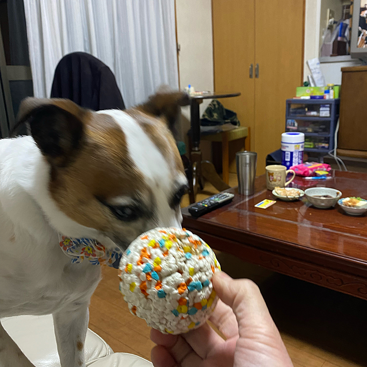 ボールで遊んでよ！と、いつもの催促、、写真撮ろうとしたら空使って🤣