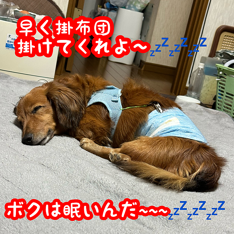 そぉね～💡
布団掛けてあげようね💕︎
眠いよね~~~💤💤💤