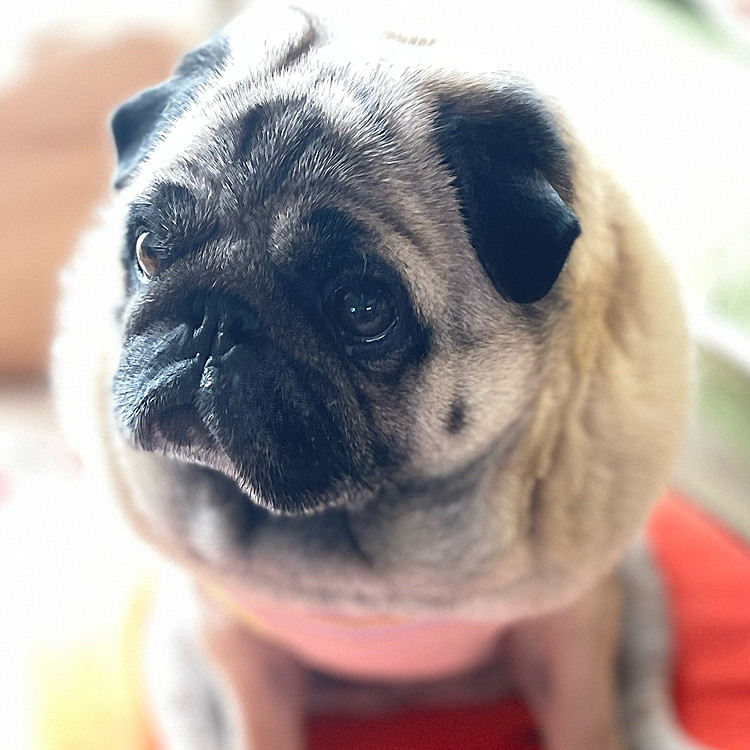 もうじき春🌸
4月で7歳‥うちの子になってくれてありがとう😊
