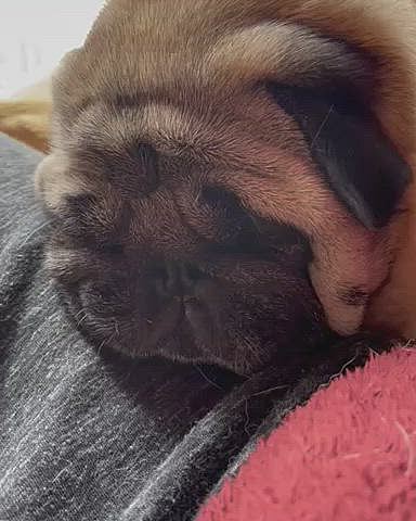 とうちゃんの脚にアゴのせ💤
