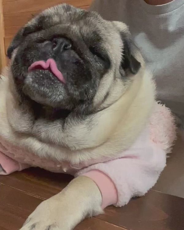 とうちゃんの膝の上で、晩酌の焼酎狙ってます🐽
なんか愛おしい☺️