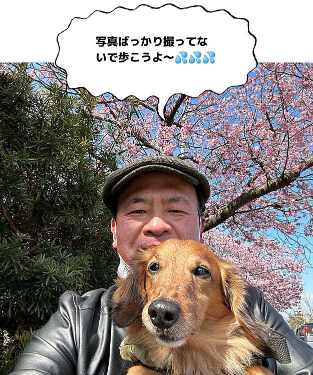 今日は風も無くお花見日和だったので､地元の近くの海岸通り沿いの河津桜🌸を見に行ってきました🚗³₃🚗³₃🚗³₃
お花見には最高の天気でココﾁｬﾝ🐶をお散歩させてるとかなり汗💦をかいてしまいましたが、楽しくお散歩出来ました💖ココﾁｬﾝには『花より散歩』でした🤣🤣🤣