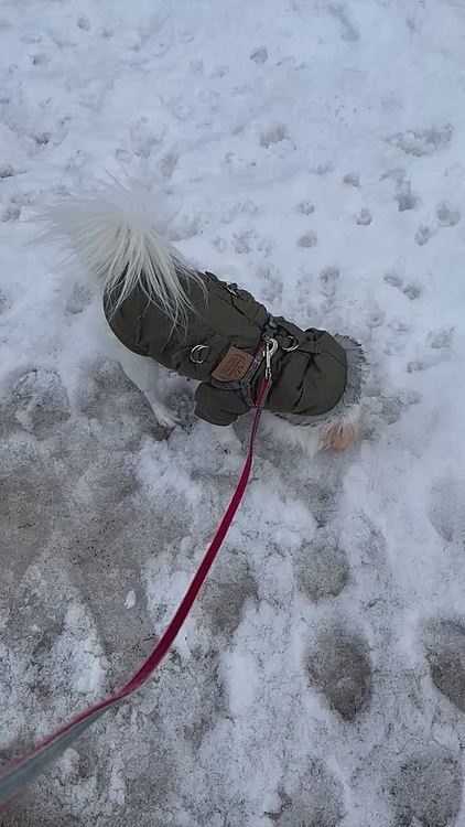 だけどまだ雪が残ってる部分は残ってます⛄️
ポコちゃんはわざわざ雪の上を歩くのが好きです😆