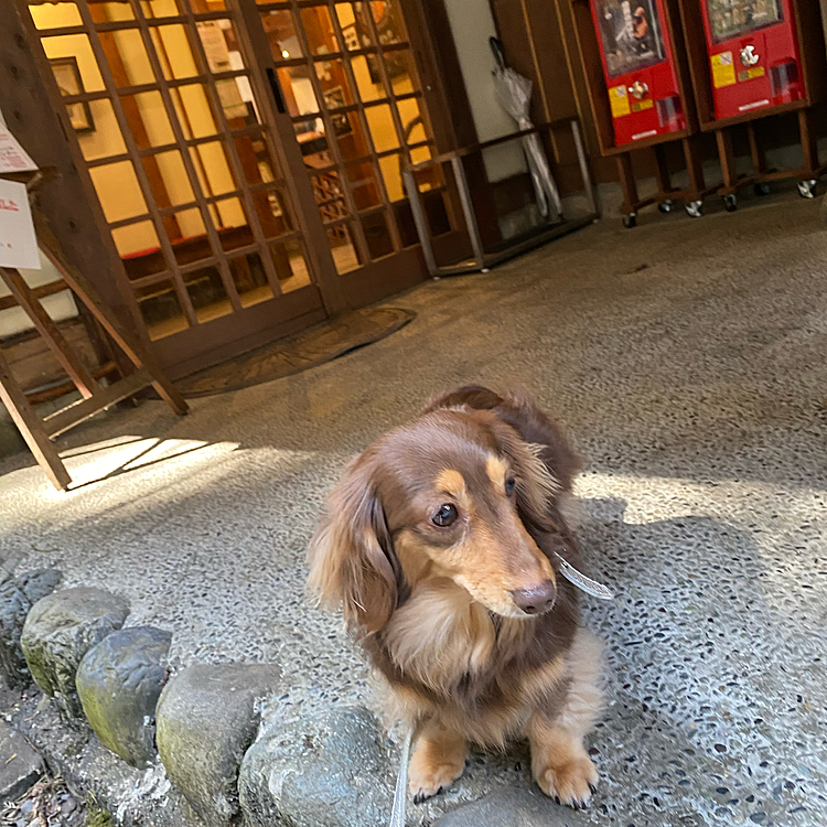 店舗入り口でよもぎもワクワクです
