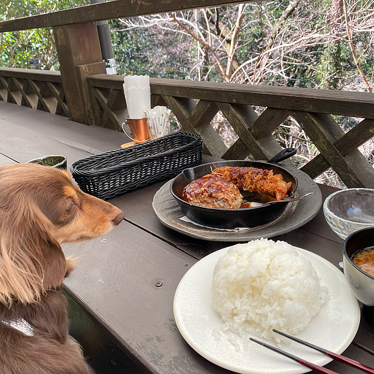 食べたくて仕方ないよもぎ
玉ねぎ入ってるのでダメです🙅
犬用メニューはありませんが、犬連れでも美味しいもの食べたい時にはおすすめです