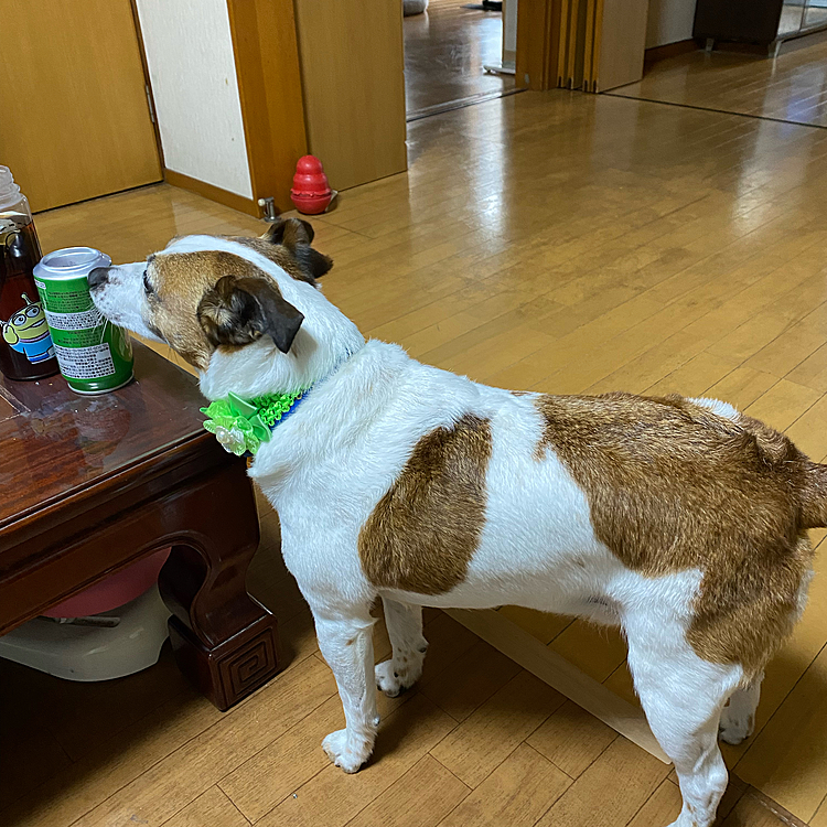 今日のトリミング
先週と同じタイプでした。